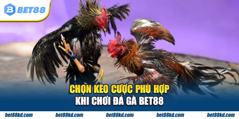Chọn kèo cược phù hợp khi chơi đá gà BET88