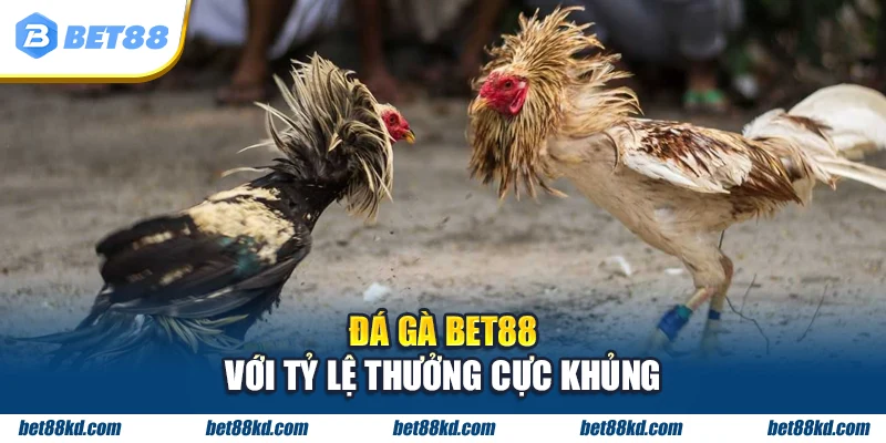 Đá gà BET88 với tỷ lệ thưởng cực khủng
