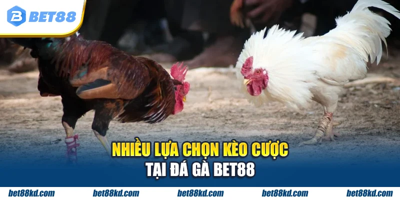 Nhiều lựa chọn kèo cược tại đá gà BET88