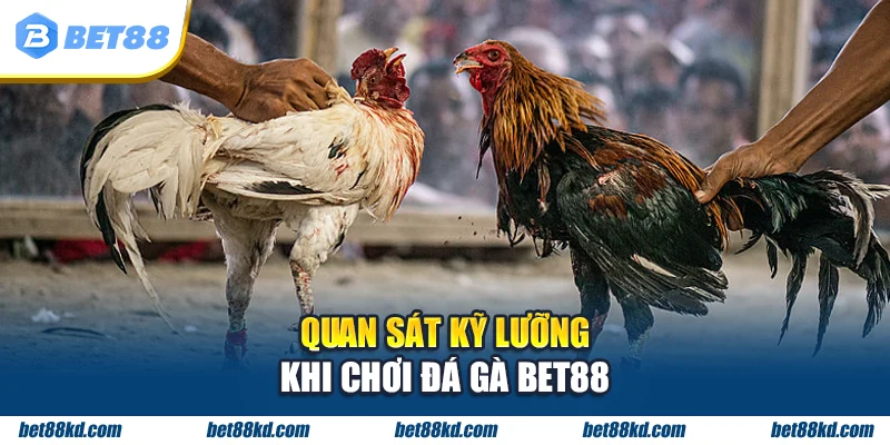 Quan sát kỹ lưỡng khi chơi đá gà BET88
